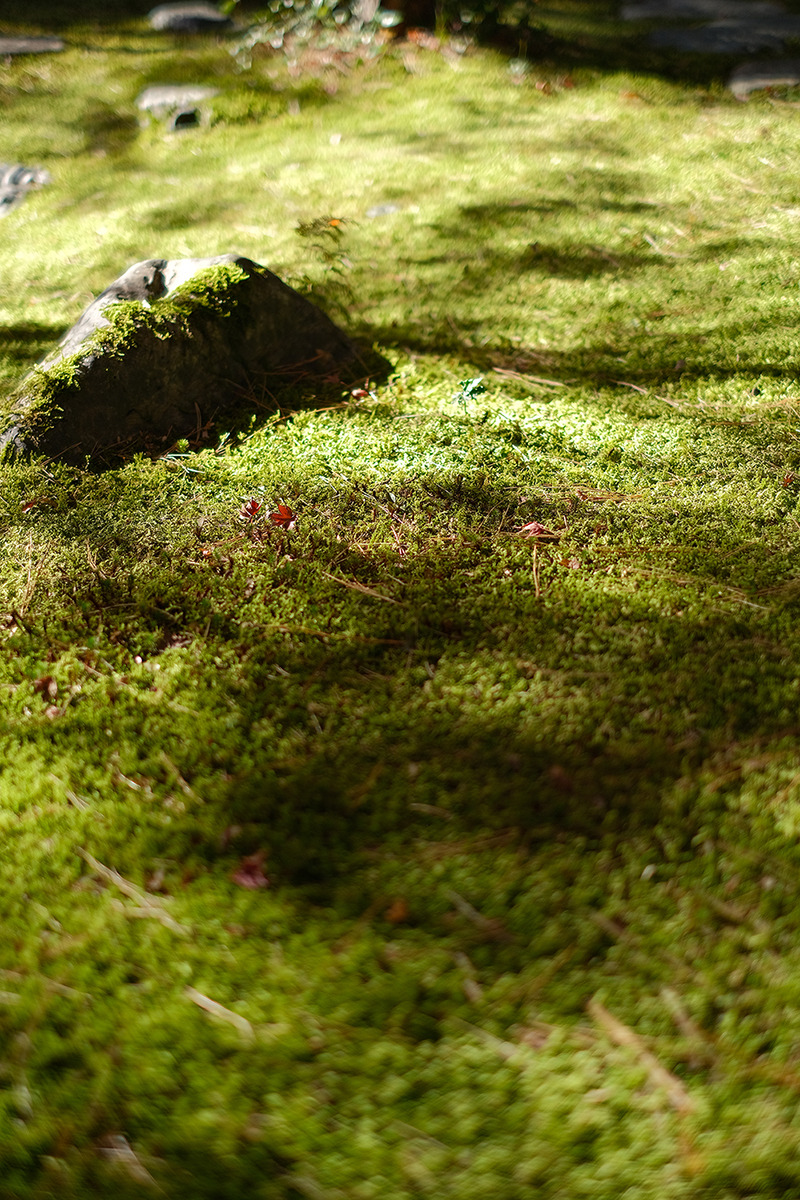 DSCF0352_01a_800.jpg
