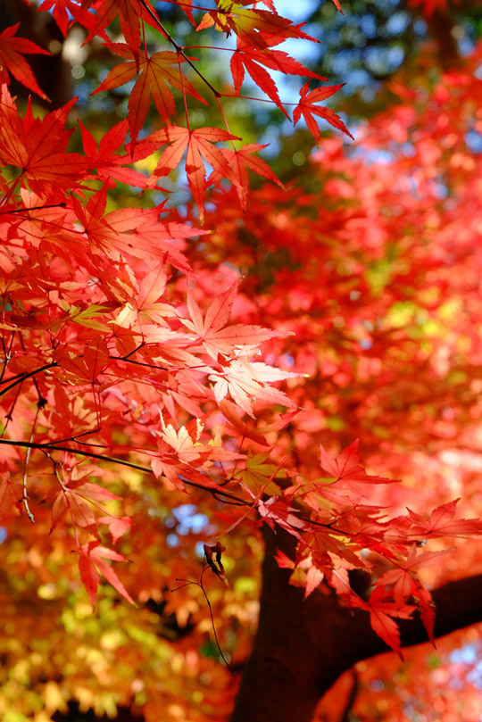 DSCF2232_01a.jpg