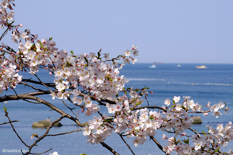 DSCF2308_01b.jpg