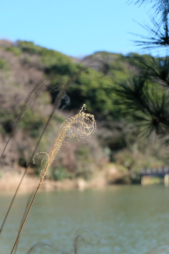 DSCF8467_01a.jpg