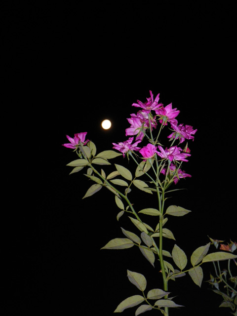 IMGP7233_01a.jpg