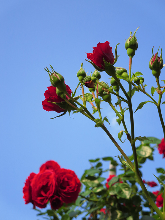 IMG_7843_01a.jpg