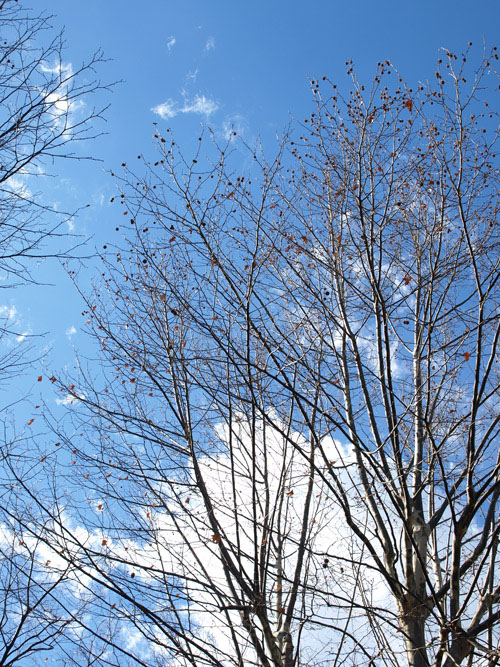 P2097063_01a.jpg