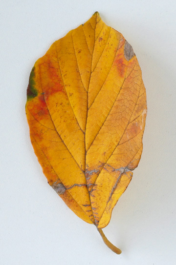 PB203609_02.jpg